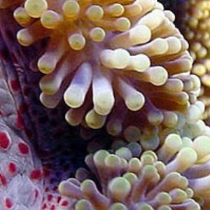 Anemone  by Martin Dalsaso 